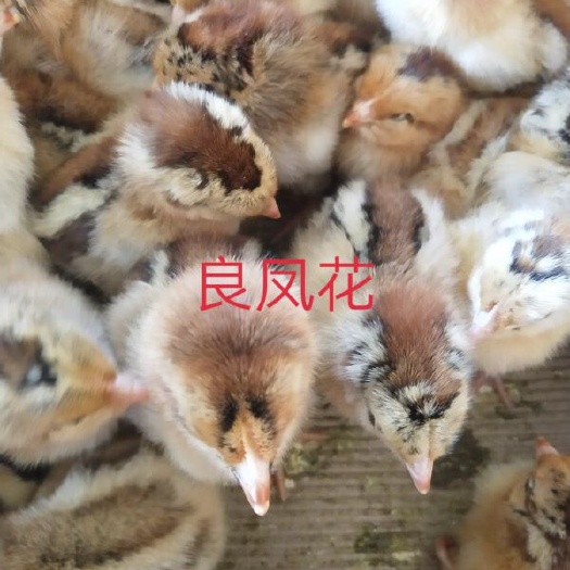 昆明 良凤花鸡苗，高品质，高销量。