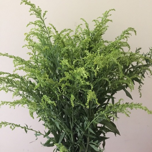 昆明黄莺花 昆明基地黄莺草0.2元一支
