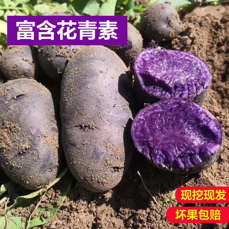滕州市甘肃特产黑土豆新鲜现挖黑洋芋紫色洋芋马铃迷你小土豆洋芋批发