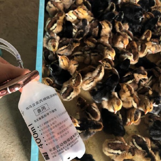 昆明 改良斗鸡苗，厂家直销高品质保证，贴心的后期技术服务。
