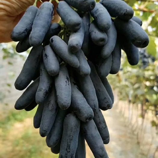 平邑县 蓝宝石，葡萄苗，蓝宝石葡萄苗，基地直销