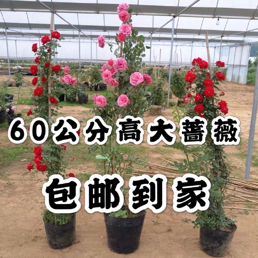 平邑县 蔷薇花苗60公分高大苗红花蔷薇爬藤蔷薇花苗