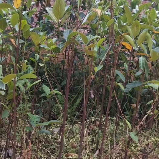 遂溪县马来西亚一号菠萝蜜苗 马来1号、5号 菠萝蜜实生苗 大树菠萝蜜植生苗 营养杯苗