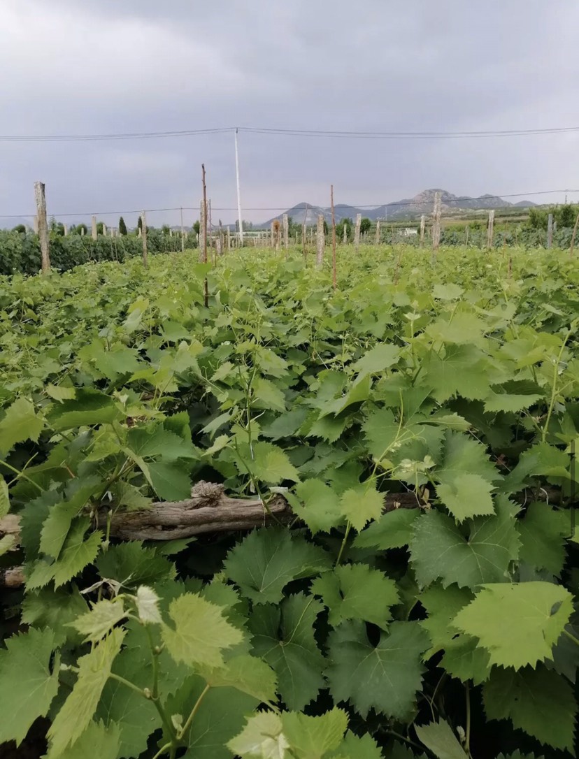  女巫指葡萄苗，现挖现发，根系发达，基地直销包成活率