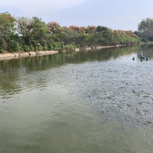 郑州 信阳的草鱼上市啦！