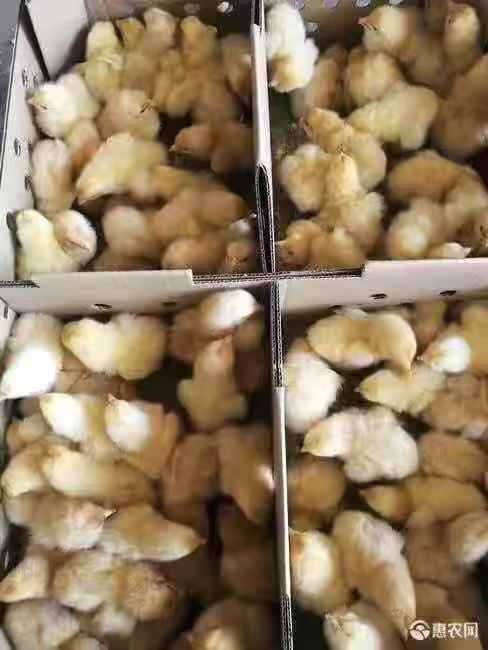 玉林土杂鸡苗 公