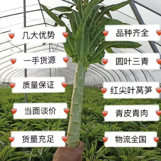 兰陵县尖叶青莴笋 量大从优 代发全国各地质量保证
