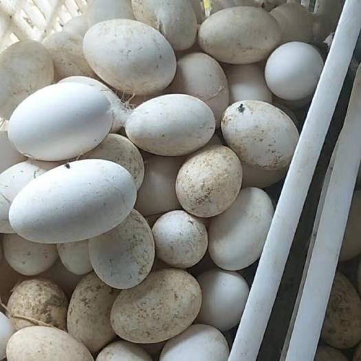 固镇县鲜鹅蛋食用蛋，初产蛋，均重2两以上。一七3零552八久久六