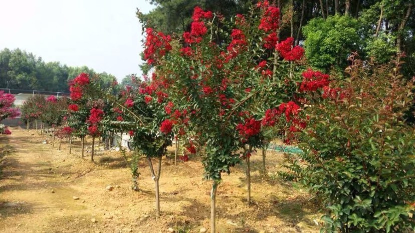 沭阳县紫薇苗50公分左右3.5每棵包邮保湿发货