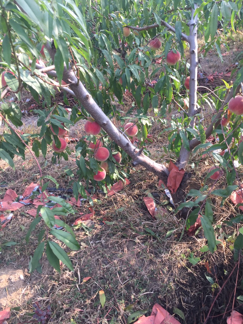 映霜红蜜桃 4两以上 80mm以上