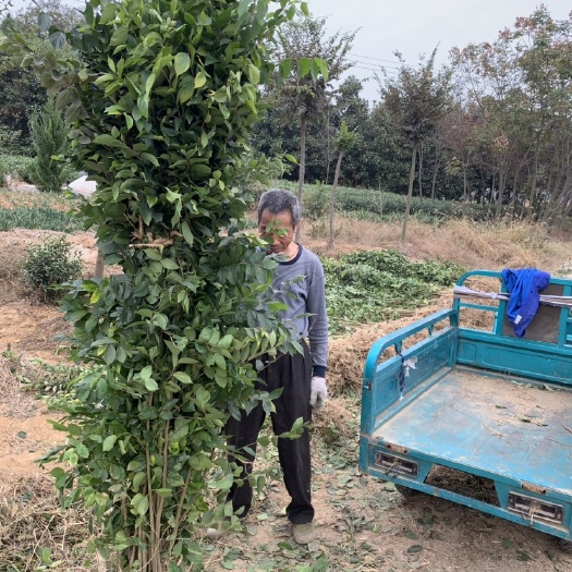 常州 朴树小苗，小叶朴树小苗，朴树，自产自销，高度1_2米