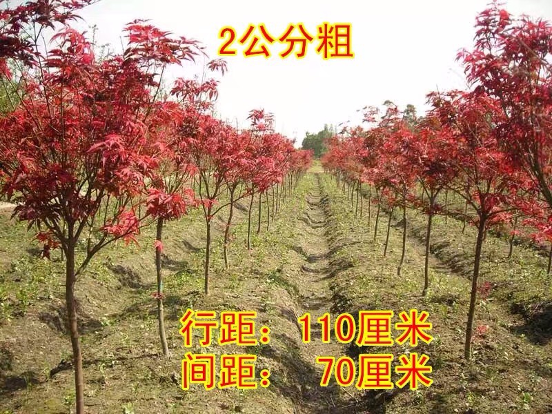 中國紅楓苗 紅楓苗50公分左右高度8元每棵包郵杜絕假貨