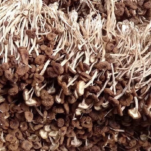 连平县广昌5号茶树菇  未开伞广昌5号菇茶树菇今年新货