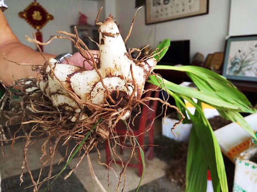 紫花白芨苗 紫花三叉大白芨