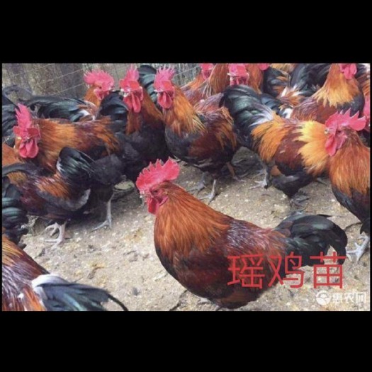 南宁 瑶鸡苗，瑶鸡苗