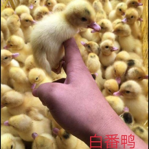 南宁大种白番鸭苗 包打好进囗疫苗，办理托运，诚信经营！品种纯正，运输包活，技术