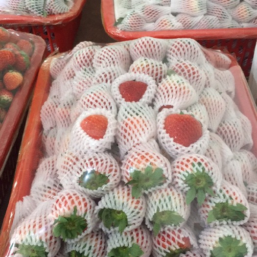 简阳市 成都巧克力香甜草莓