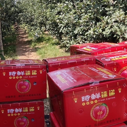 翼城县红富士苹果 自家种的，欢迎各位老板采购