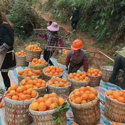 深圳冰糖橙 正宗赣南脐橙现摘现卖剂防腐剂