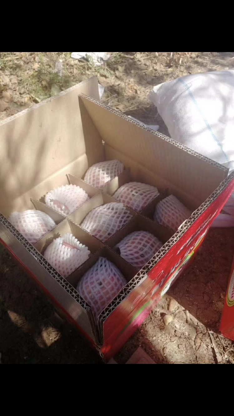 红富士苹果 果园直采红富士中箱中果净重10斤