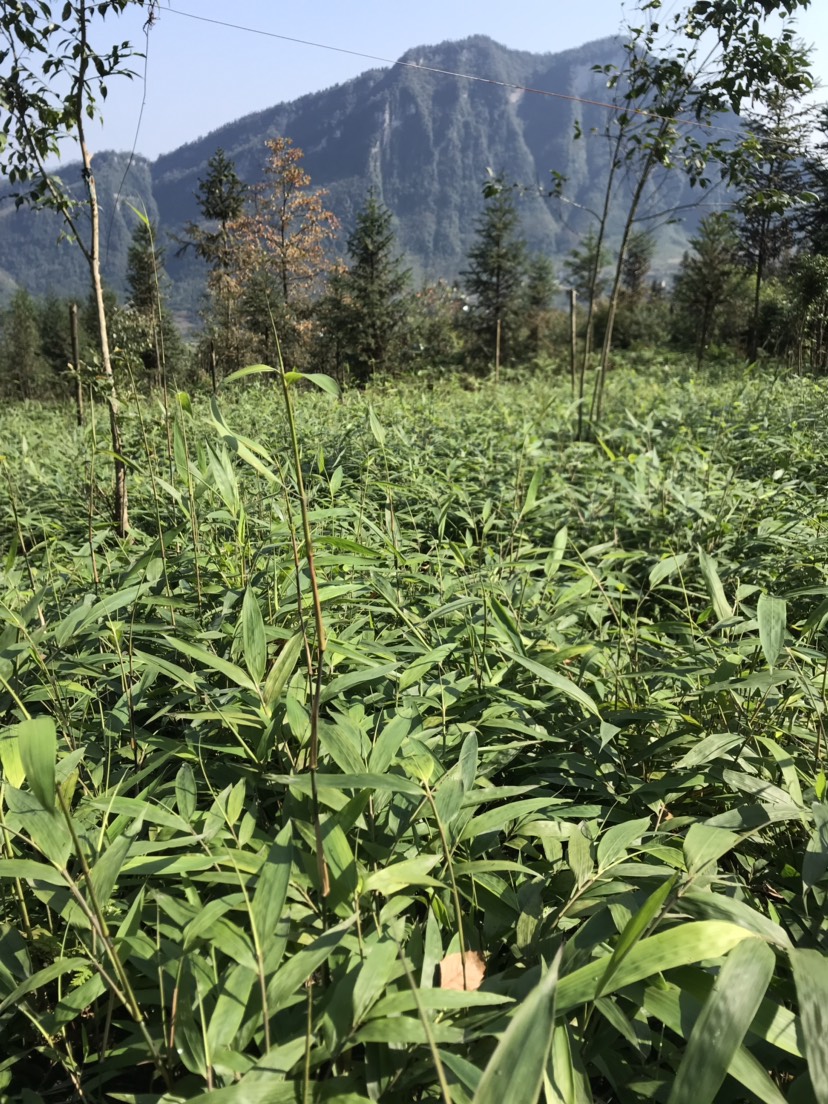 刺竹苗 刺竹 刺方竹 杯苗 袋装苗！一（1）年苗