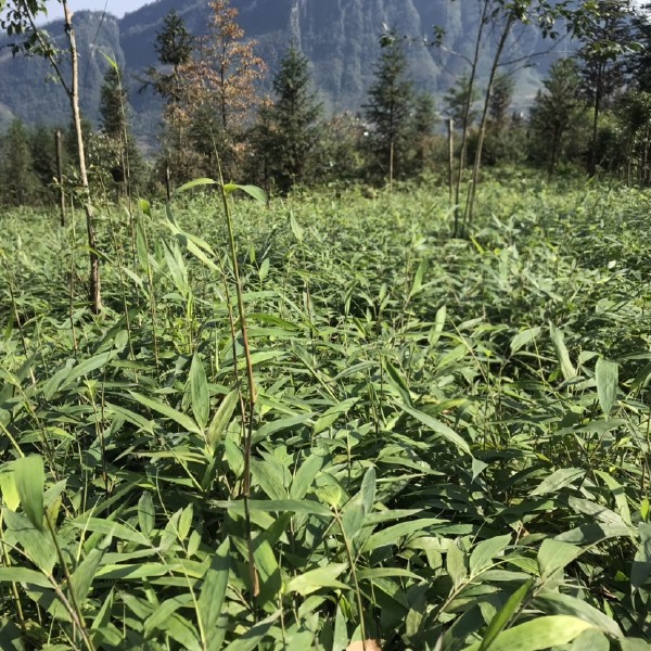 刺竹苗 刺竹 刺方竹 杯苗 袋装苗！一（1）年苗