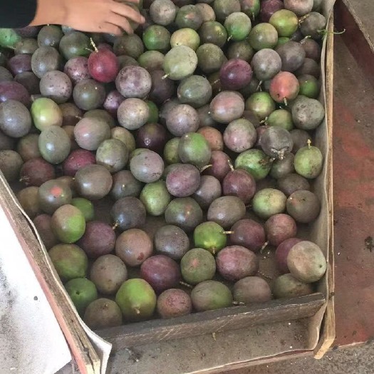 容县 广西玉林百香果中小果