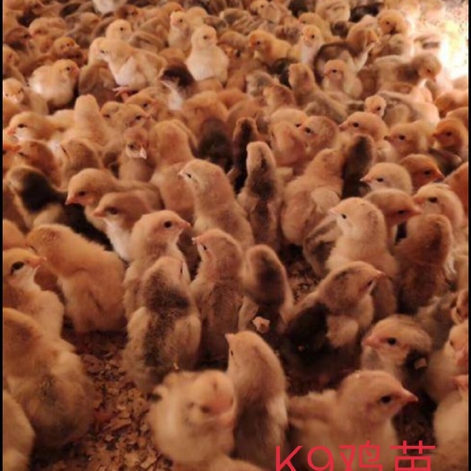 南宁K9鸡苗  包打好进囗疫苗，办理托运，诚信经营！品种纯正，技术指导。