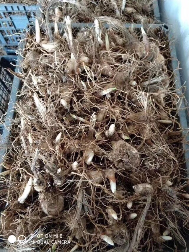 紫花白芨苗 紫花三叉大白芨