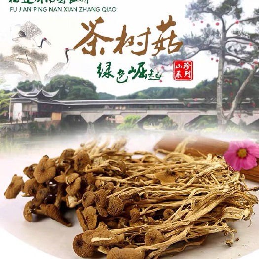 屏南县 农家自产宁德屏南新鲜茶树菇500g包邮特产野生茶薪菇干货