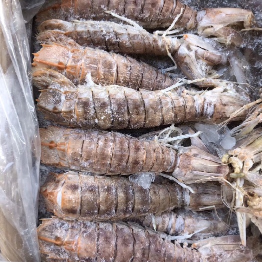 金堂县 超大皮皮虾