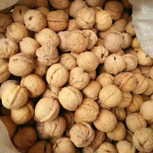 核桃，核桃种，薄皮核桃