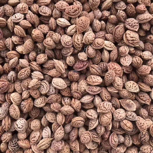 泰安桃树种子  精选毛桃芽，高质量桃核毛桃核，优质毛桃种子