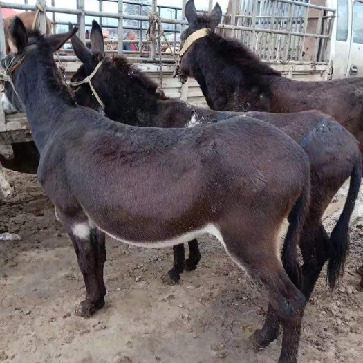 肉驴，放养驴，土驴，公驴，母驴，出肉率高，