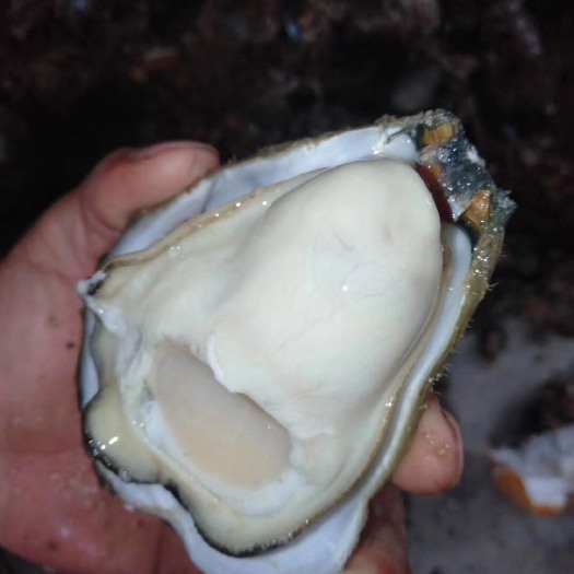 饶平县汫洲大蚝 脆蚝巛大蚝花》
