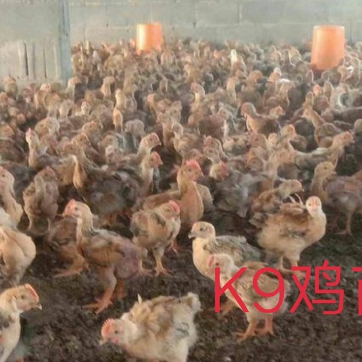 南宁 大种K9鸡苗
