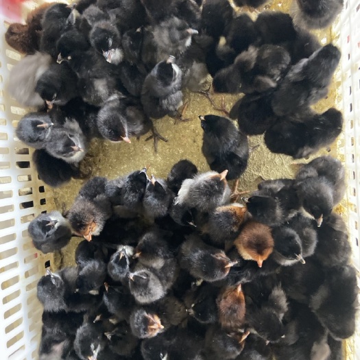 沭阳县黑鸡苗 统货
