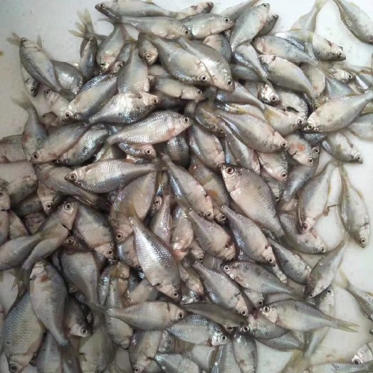 深圳鳊鱼干 纯一手货源，儿时常见的苦扁鱼，手工宰杀烘干，日供100斤