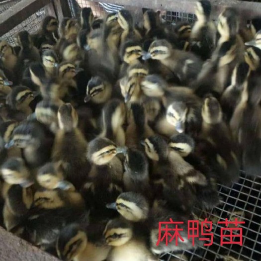 南宁 麻鸭苗