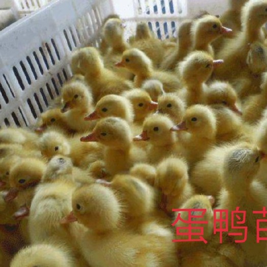 南宁 大种蛋鸭苗