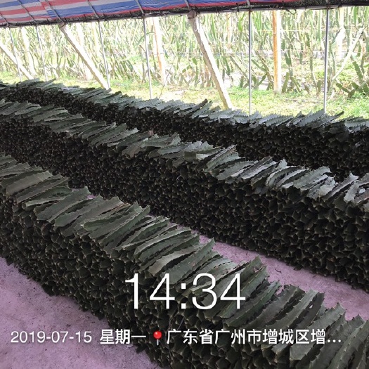 广州厄瓜多尔黄龙火龙果苗  黄皮燕窝果苗厄瓜多尔黄龙果苗原生枝条保成活率
