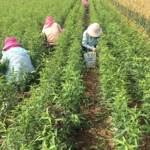大连山毛桃树苗 山毛桃苗