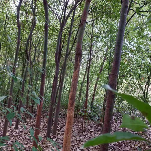 松滋市 大量出售苗田直供香樟，红叶石楠，大叶女贞，量大，需要请联系我
