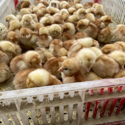 沭阳县三黄鸡苗 统货