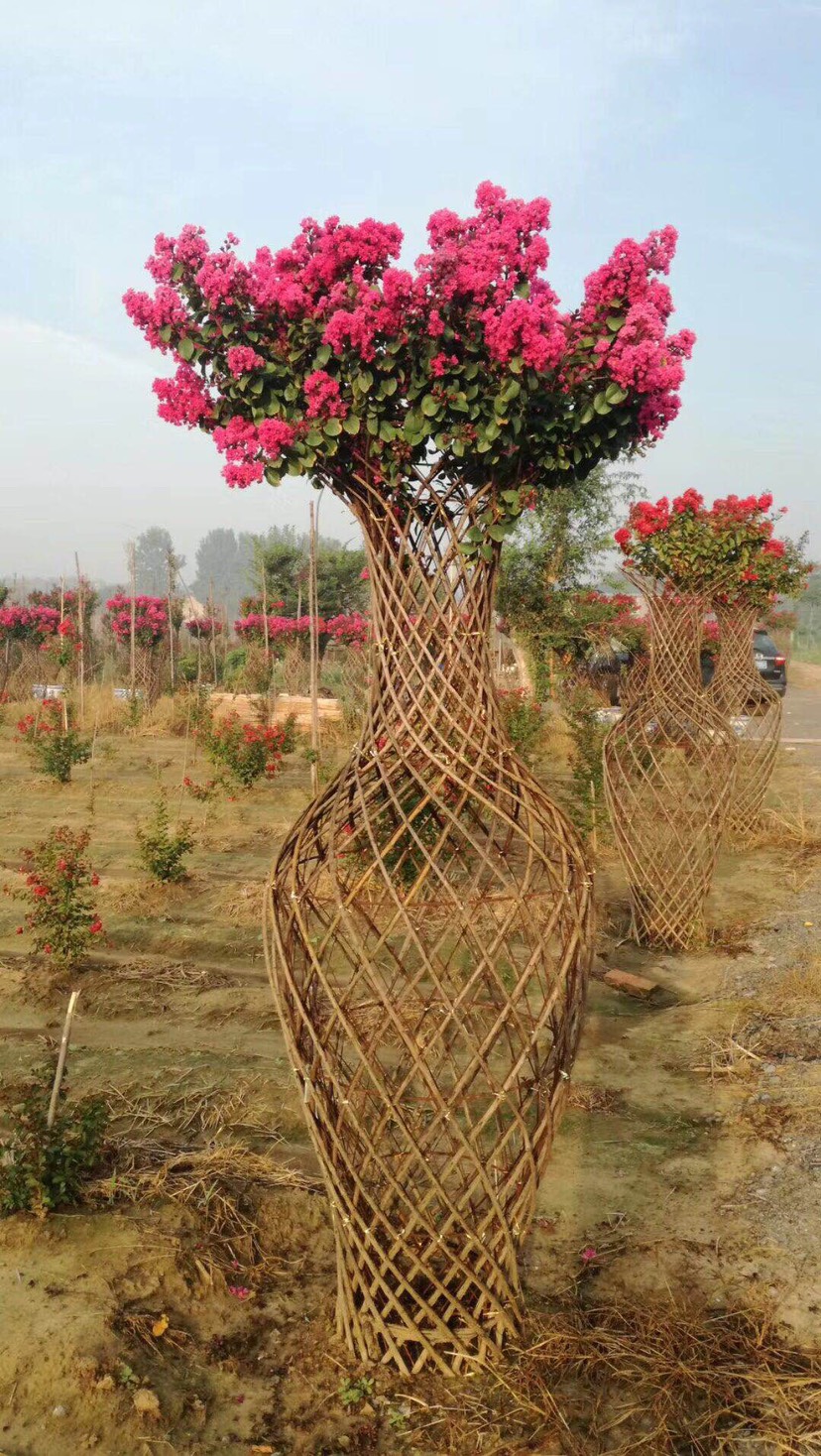 方城县龙骨花种子 紫薇花瓶成品造型与花瓶骨架模型分享