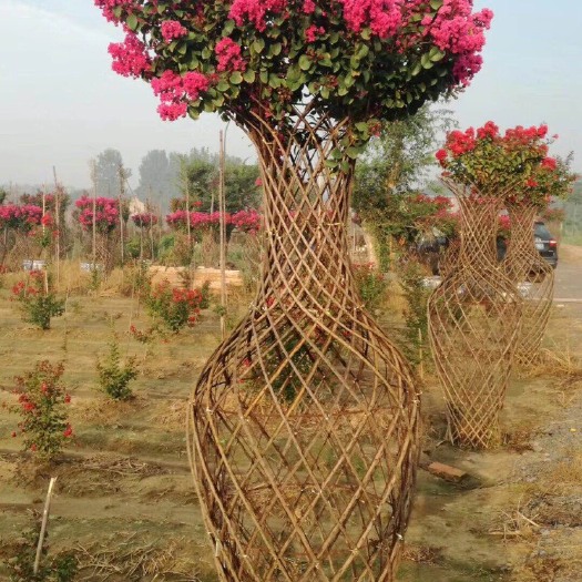 龙骨花种子 紫薇花瓶成品造型与花瓶骨架模型分享