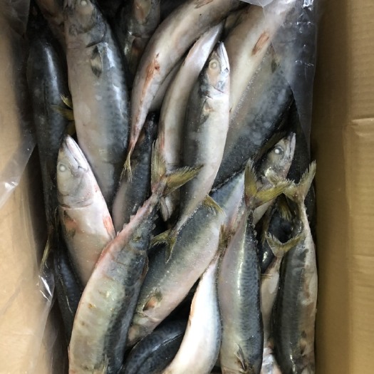 东港市 鲐鲅鱼3.4.5.6.两通货甩