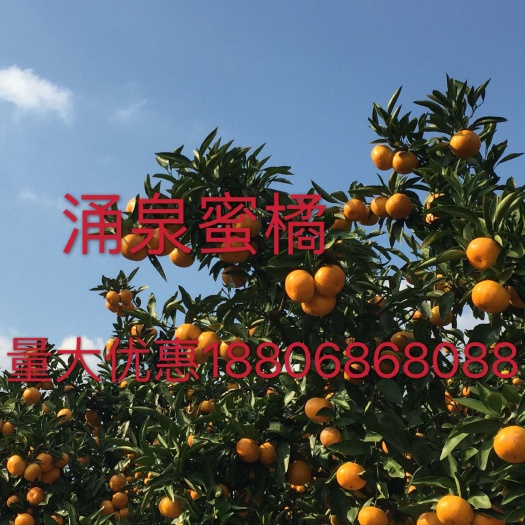 临海市涌泉蜜桔 临海涌泉蜜橘