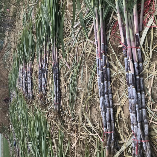 菏泽 新鲜有机甘甜多汁甘蔗，是孕妇老人小孩休闲时候好食品！