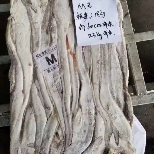 荣成市 鳗鱼原料低价量大